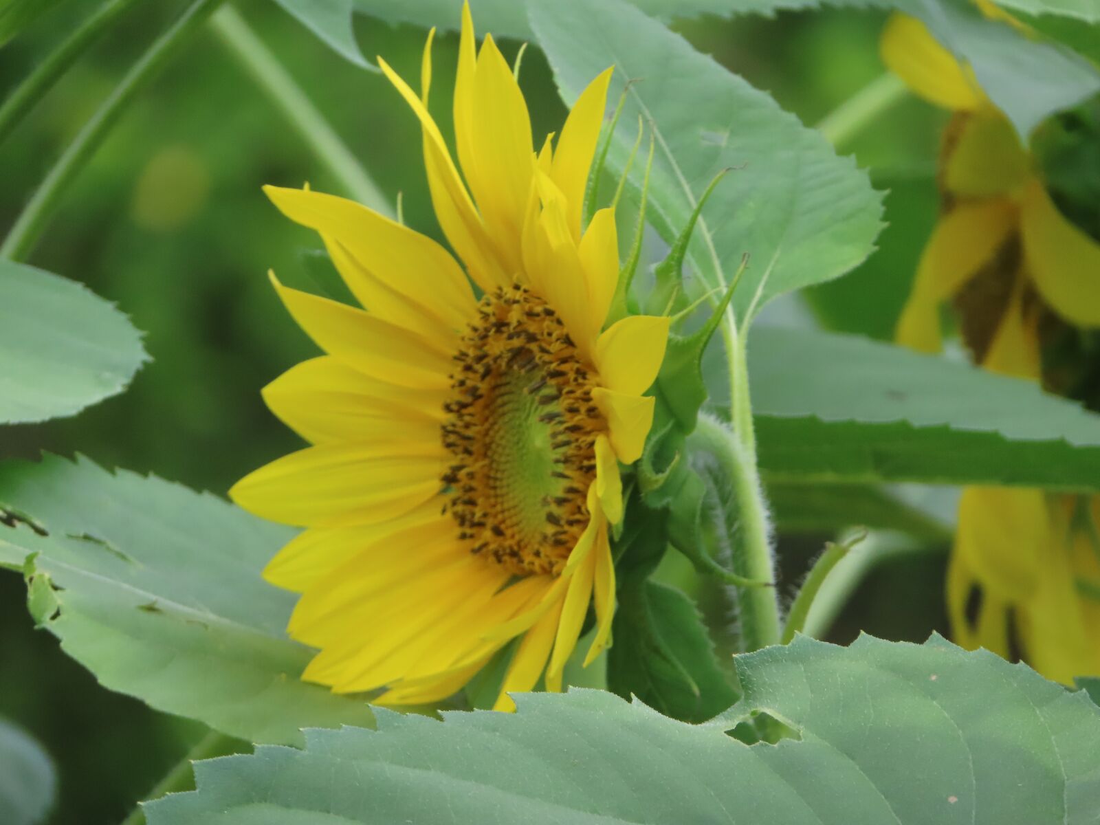 Canon PowerShot SX740 HS sample photo. Sunflower, yellow, green photography
