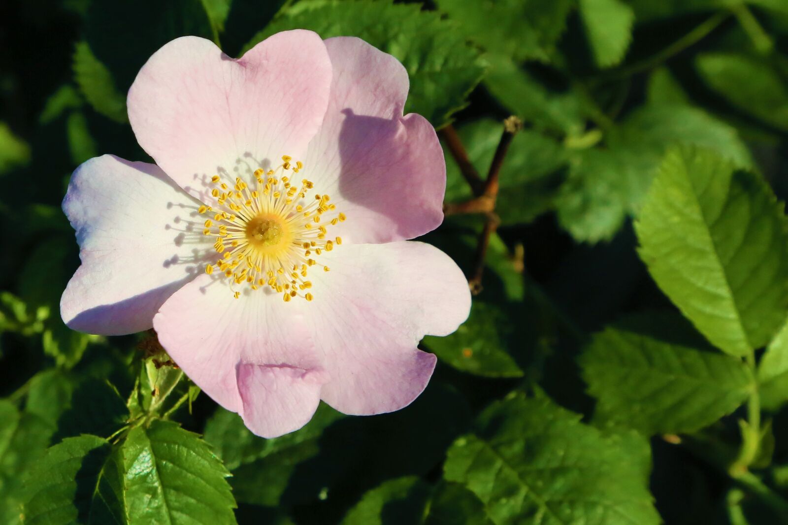 Canon EF 24-105mm F4L IS USM sample photo. Flower, rosehip, spring photography