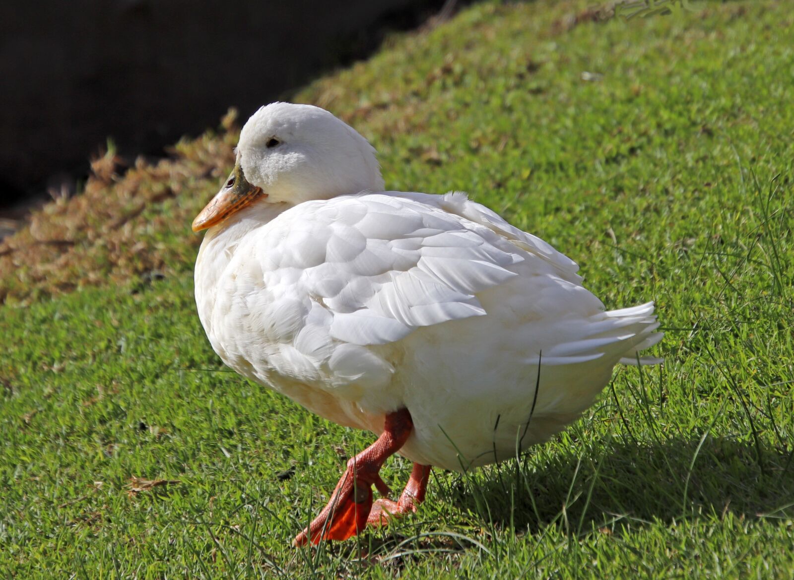 Canon EOS 800D (EOS Rebel T7i / EOS Kiss X9i) sample photo. Duck, white, poultry photography