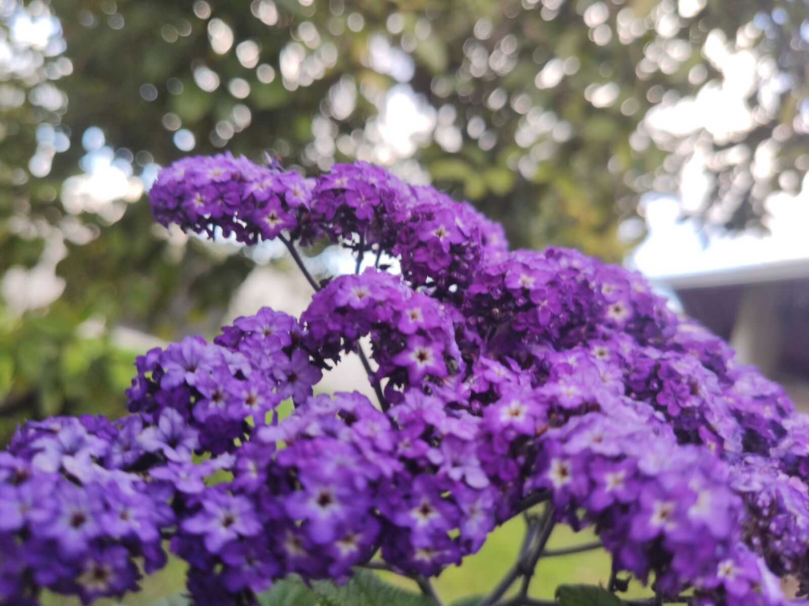 Xiaomi MI 9 sample photo. Flower, purple, nature photography