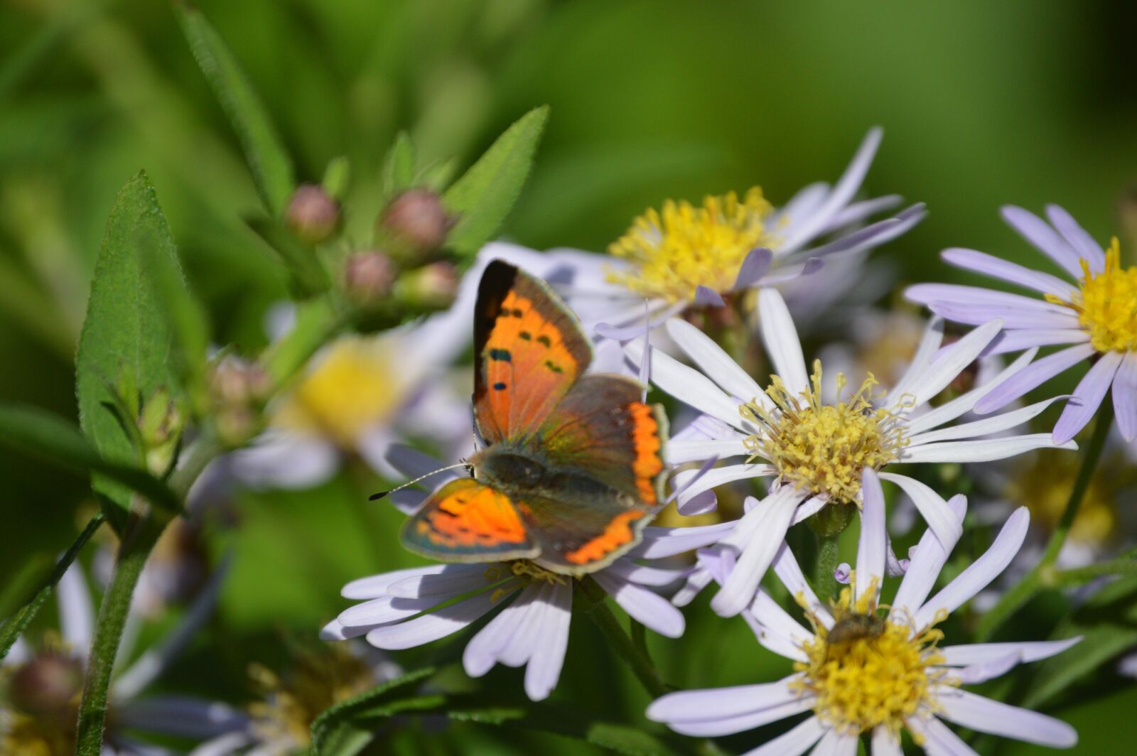 Nikon D3200 sample photo. Orange, dutch, butterfly photography