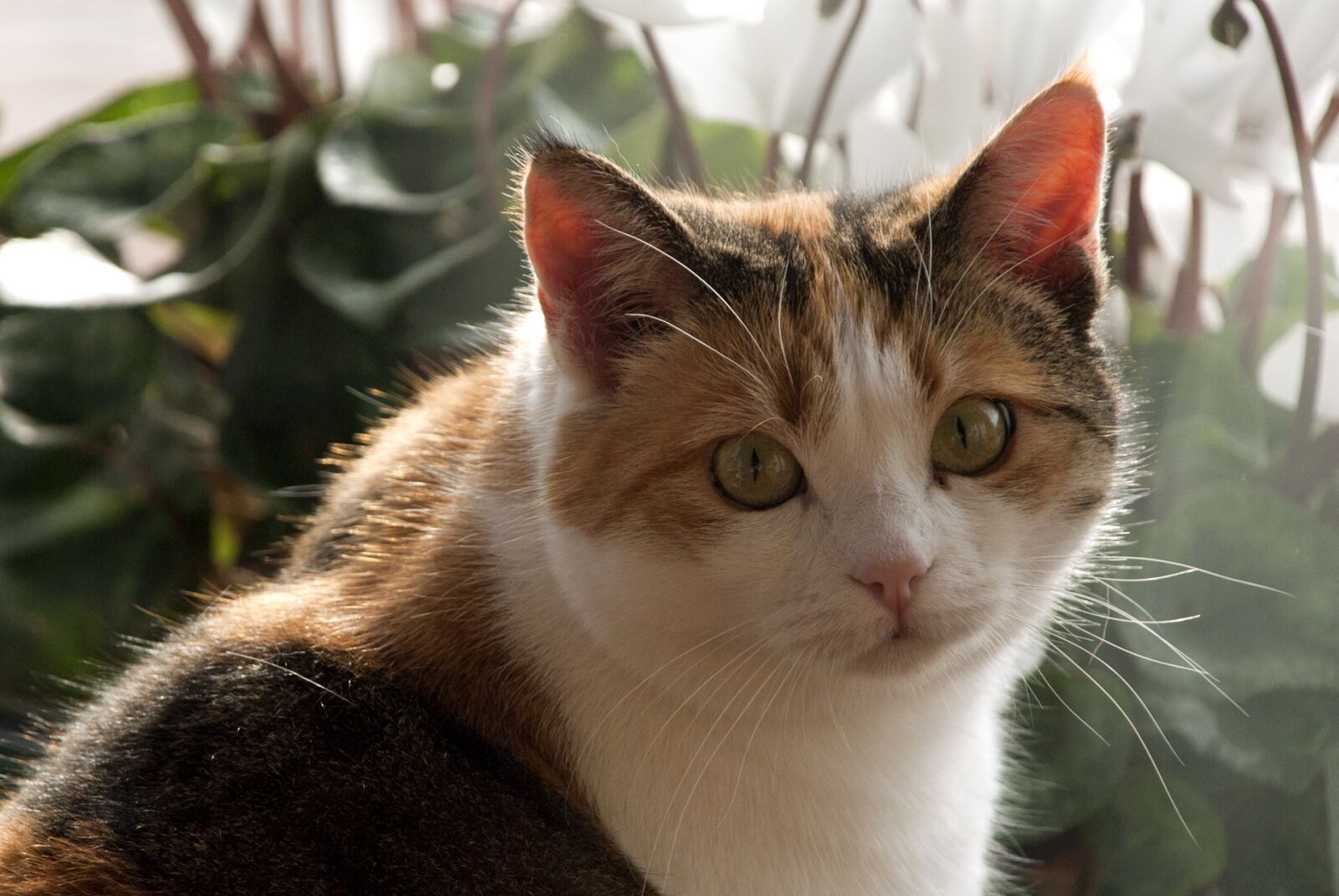 Nikon D80 sample photo. Animal, cute, cat photography