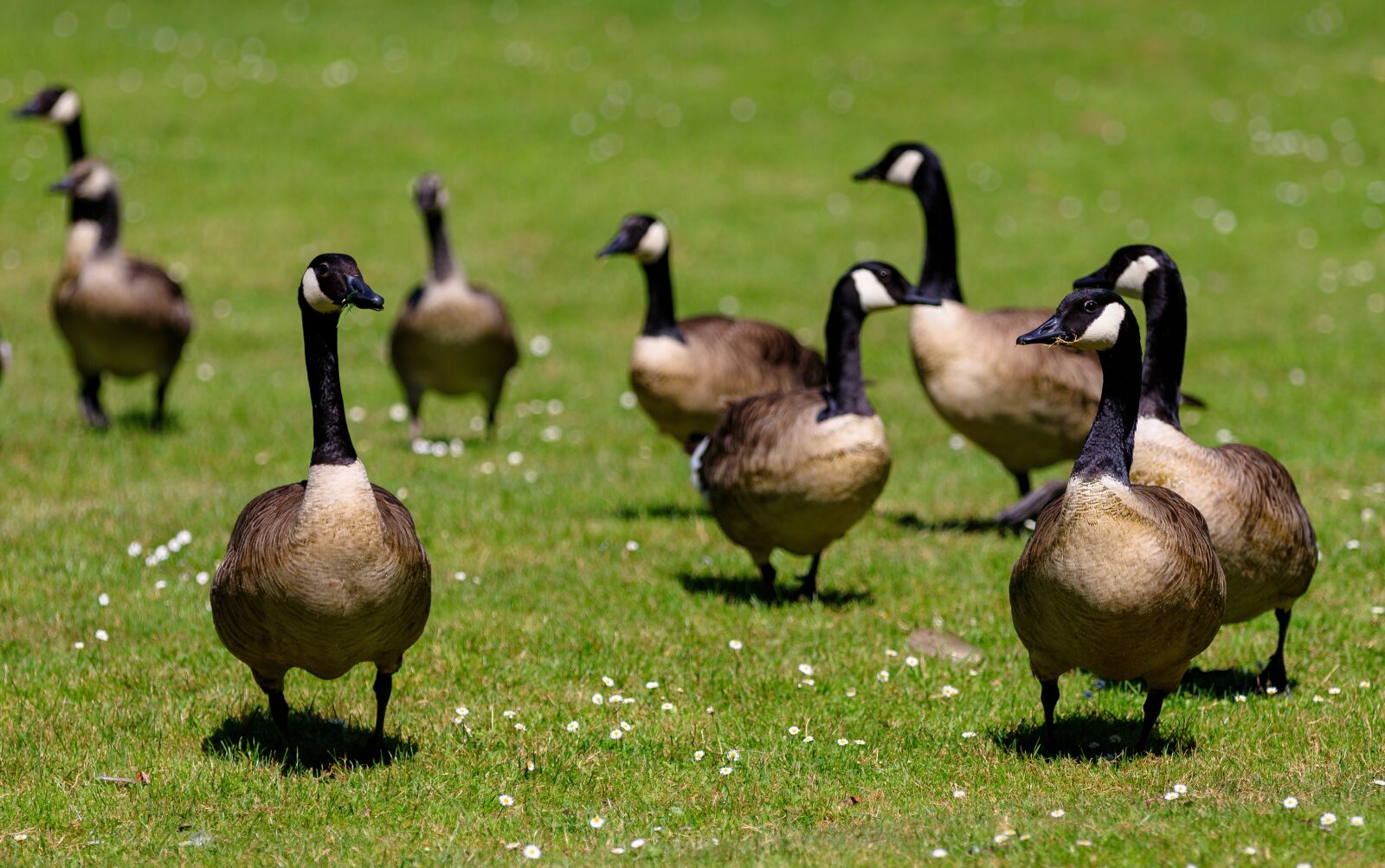 Canon EOS 80D sample photo. Geese, canada geese, birds photography
