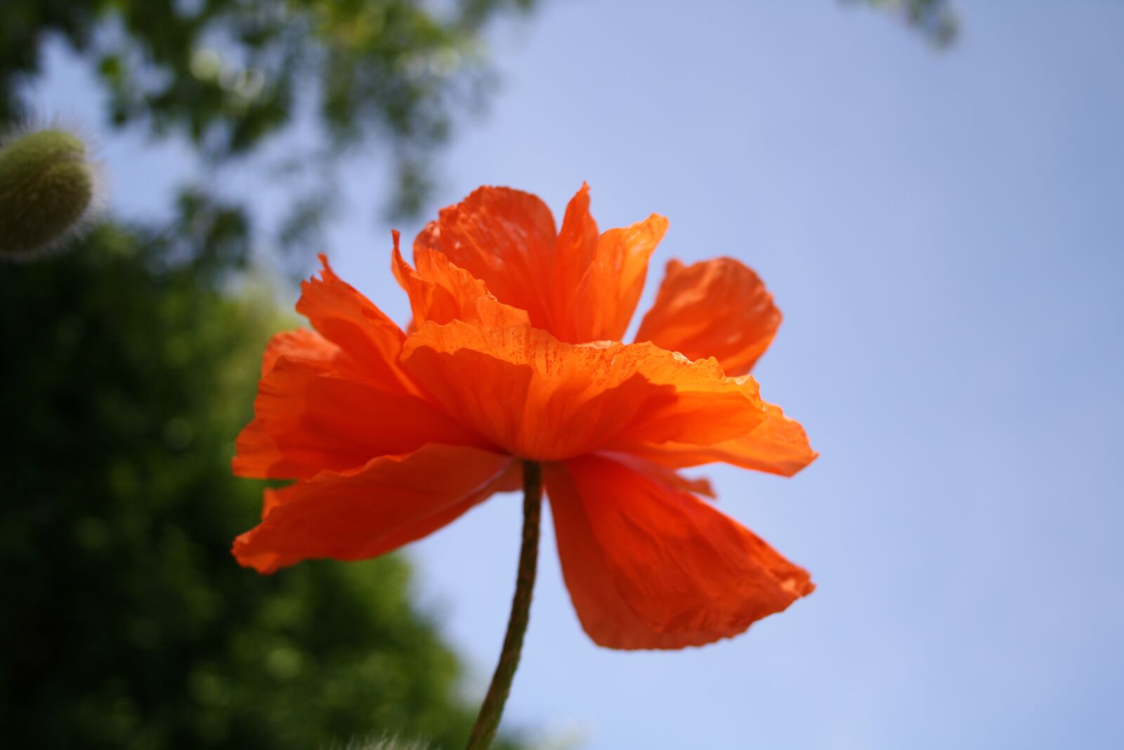 Canon EOS 1000D (EOS Digital Rebel XS / EOS Kiss F) sample photo. Flower, poppy, orange photography