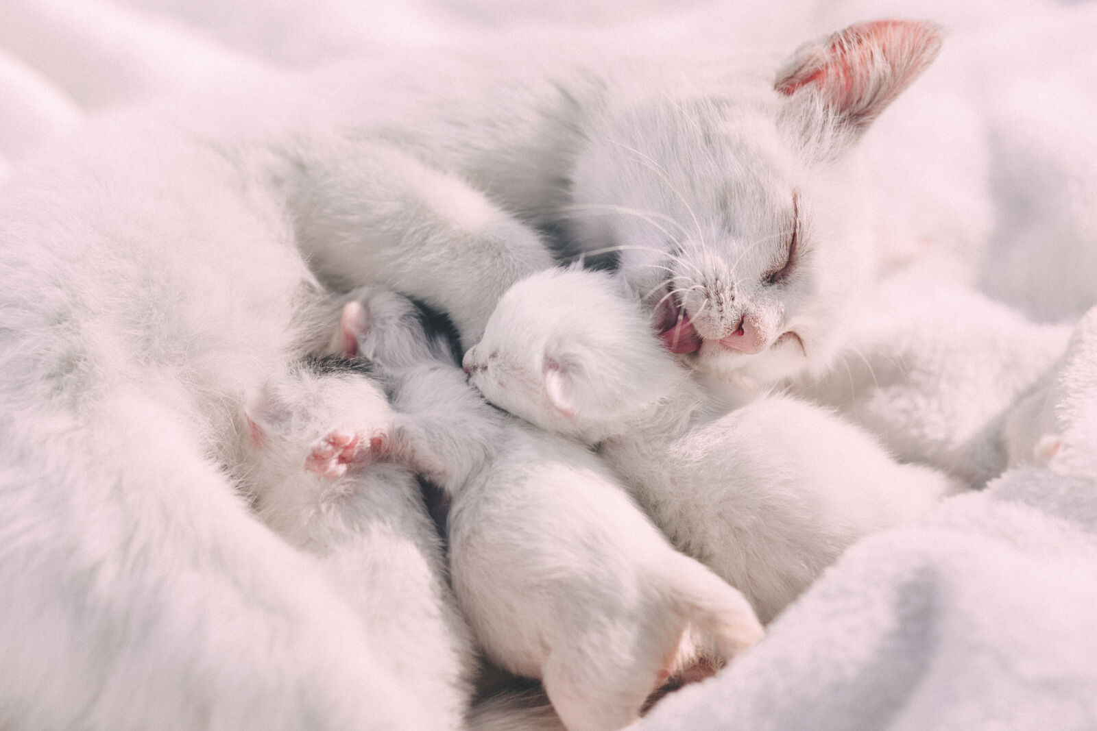 Canon EF 85mm F1.8 USM sample photo. Animal, blur, cat, cat photography