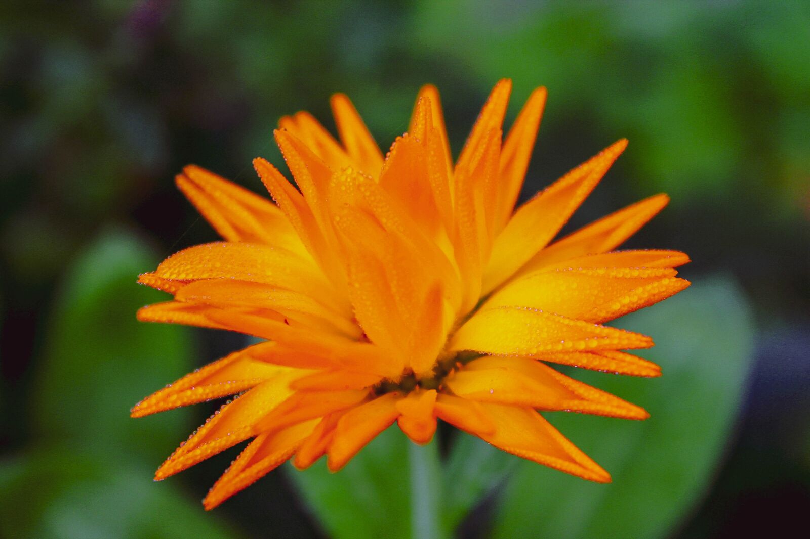 Canon EOS 1100D (EOS Rebel T3 / EOS Kiss X50) sample photo. Flower, bokeh, close-up photography