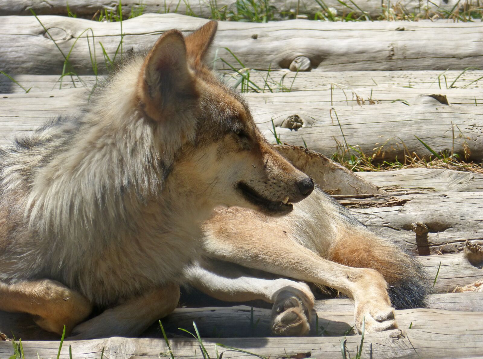 Panasonic DMC-FZ62 sample photo. Wolf, rest, iberian wolf photography
