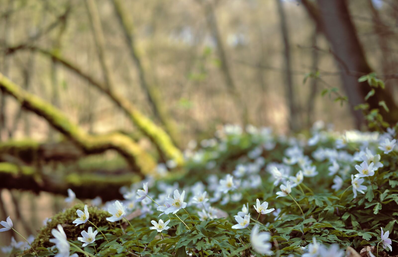 Nikon D5600 sample photo. Wood anemone, anemones, wild photography
