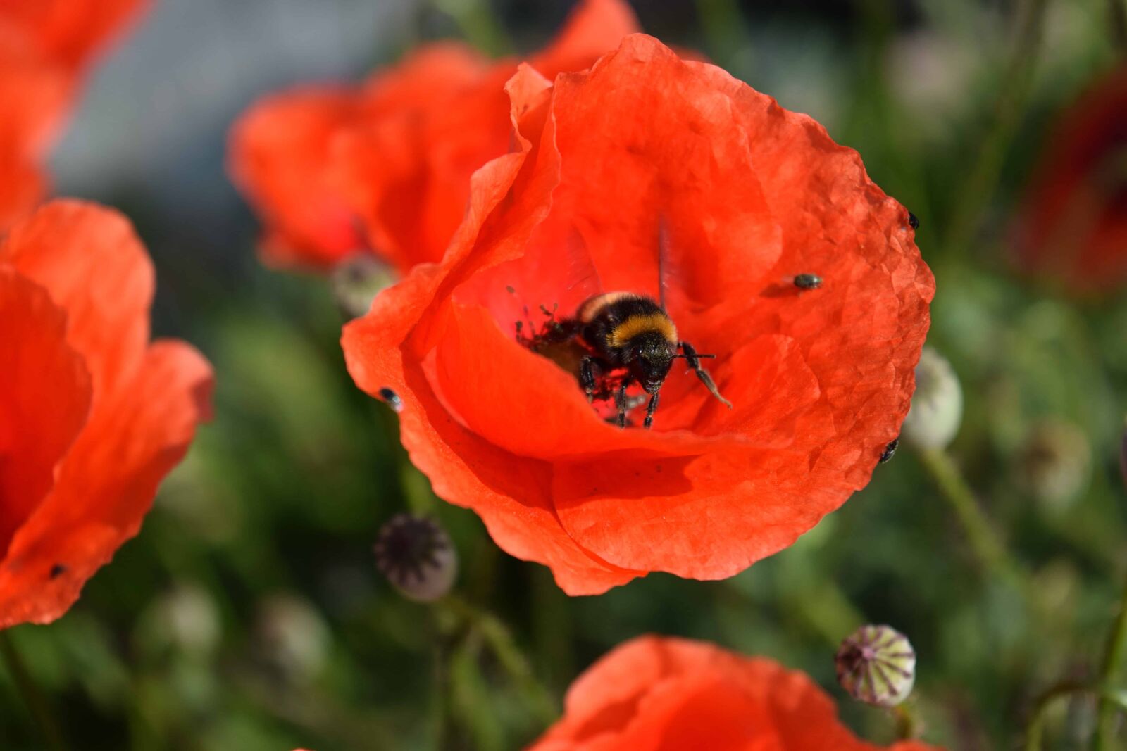 Nikon D3300 sample photo. Poppy, insect, summer, nature photography