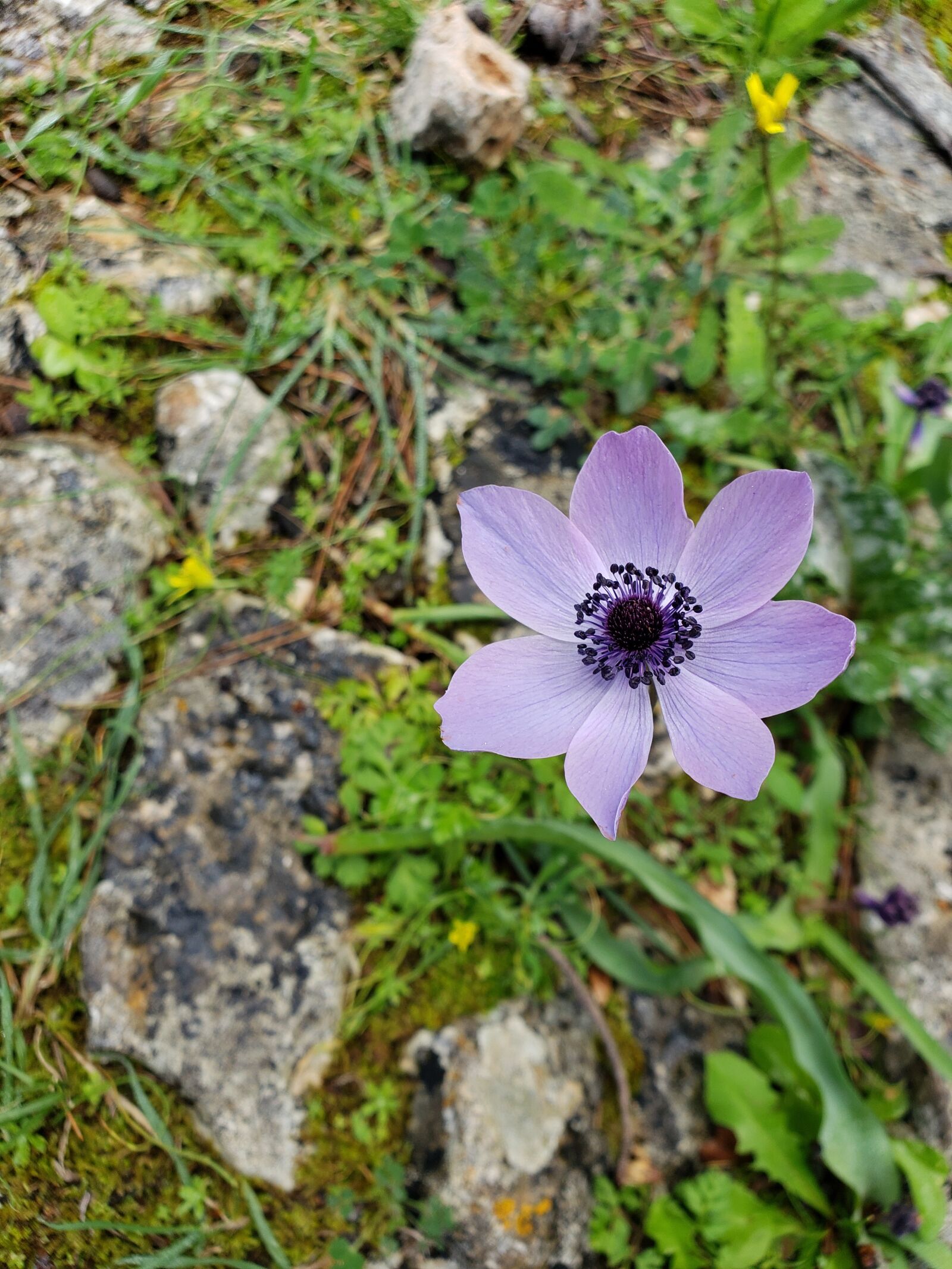 Samsung Galaxy S9+ sample photo. Purple flower, wildflower path photography