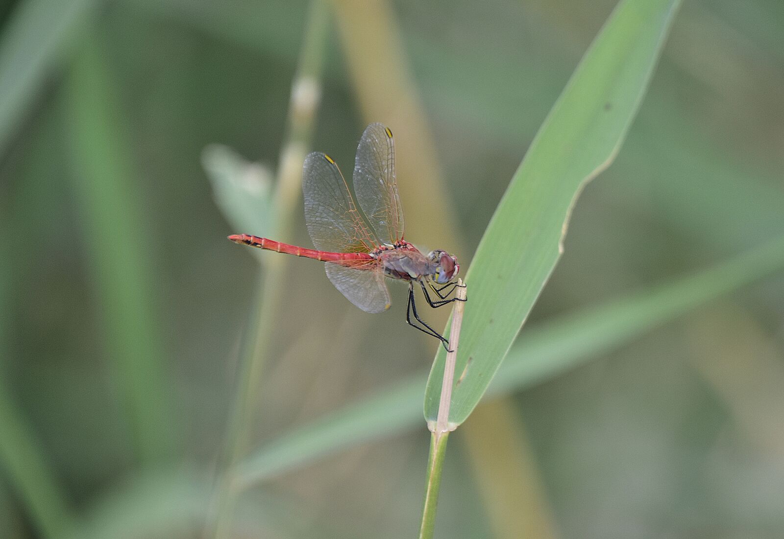 Nikon D7200 sample photo. Nature, insects, dragonfly photography