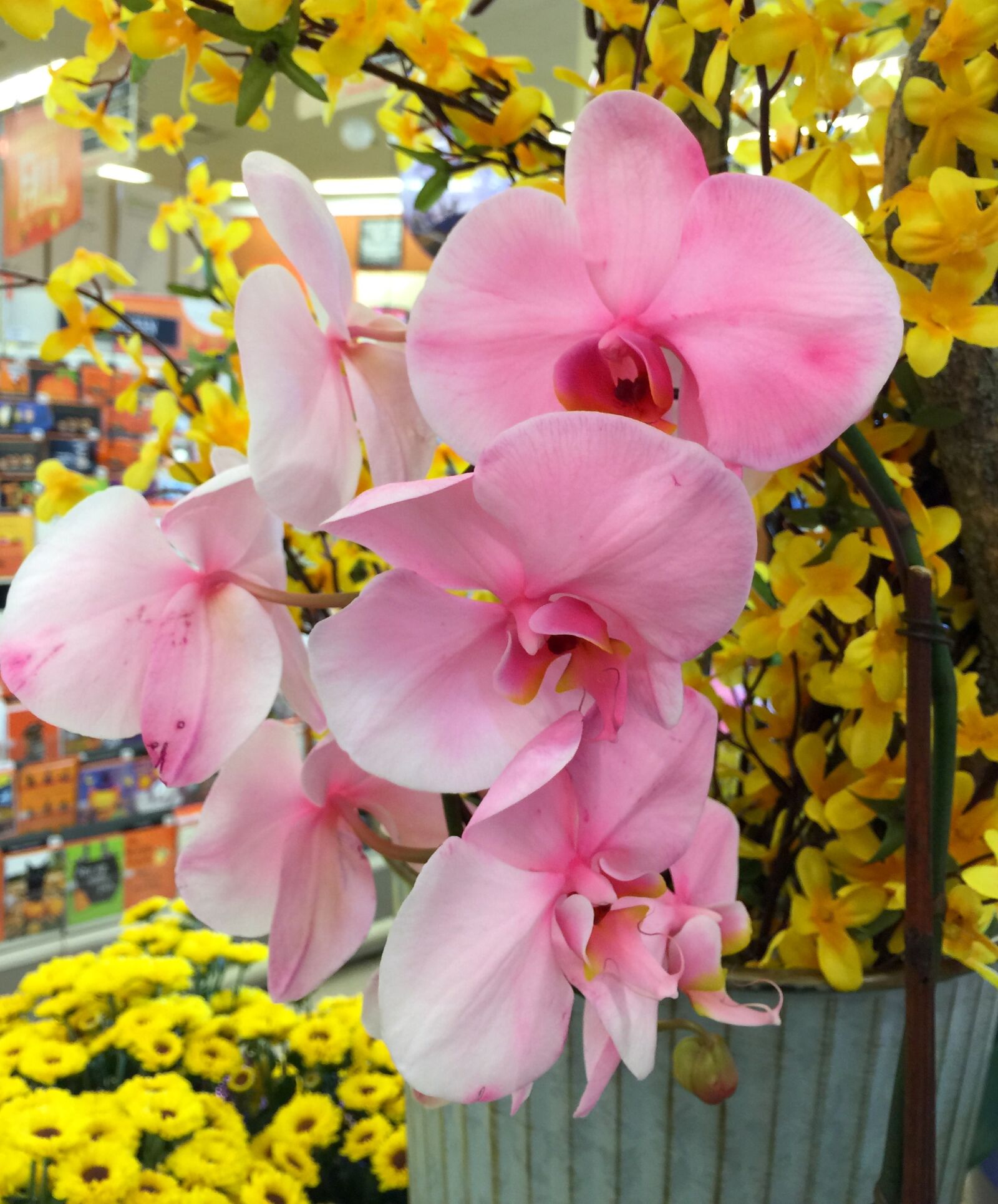 iPhone 6 Plus back camera 4.15mm f/2.2 sample photo. Bloom, blossom, close, colored photography