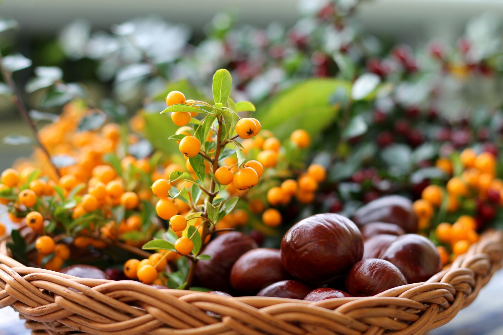 Canon EOS 1100D (EOS Rebel T3 / EOS Kiss X50) + Canon EF 50mm F1.8 II sample photo. Chestnut, sea buckthorn, basket photography