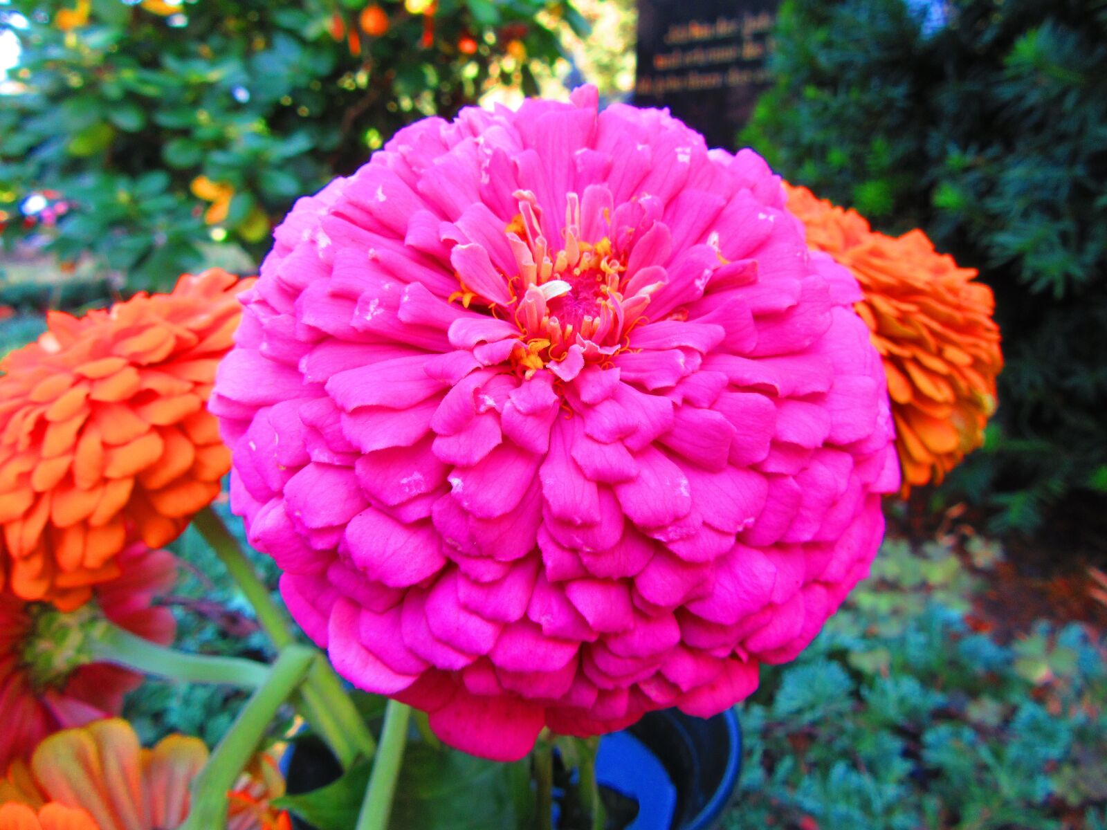 Canon PowerShot SX610 HS sample photo. Macro, flower, zinnia photography