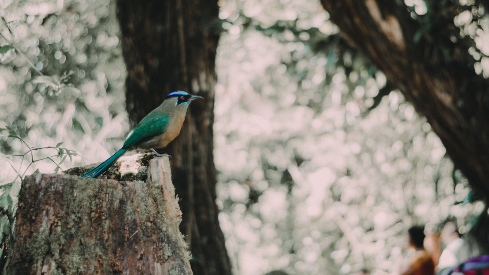 Nikon D5300 sample photo. Bosque, nature, pajaro photography