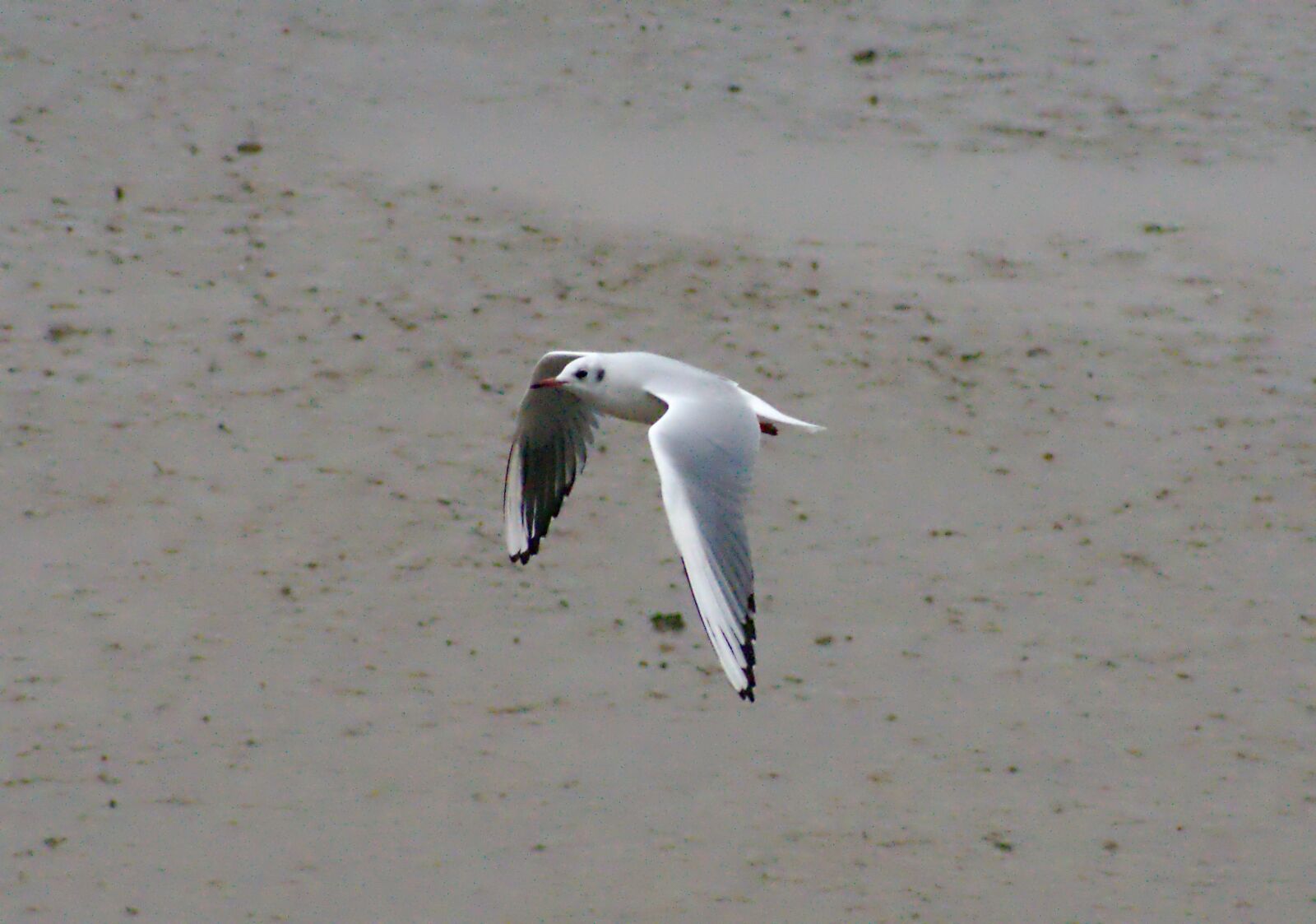 Pentax K-x sample photo. Seagull, beach, coast photography