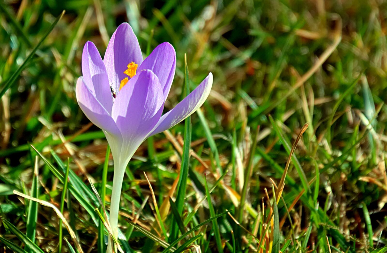 Nikon D3300 sample photo. Crocus, purple, spring photography