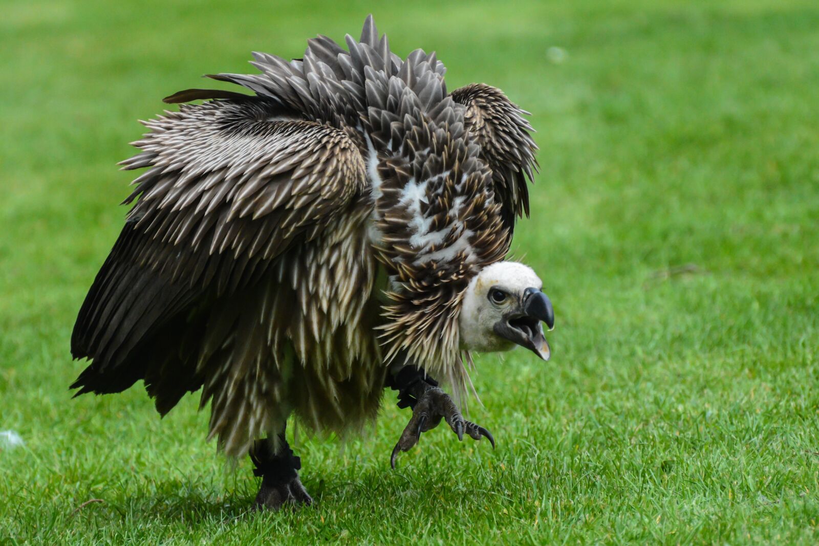 Nikon D7100 sample photo. Vulture, bird of prey photography