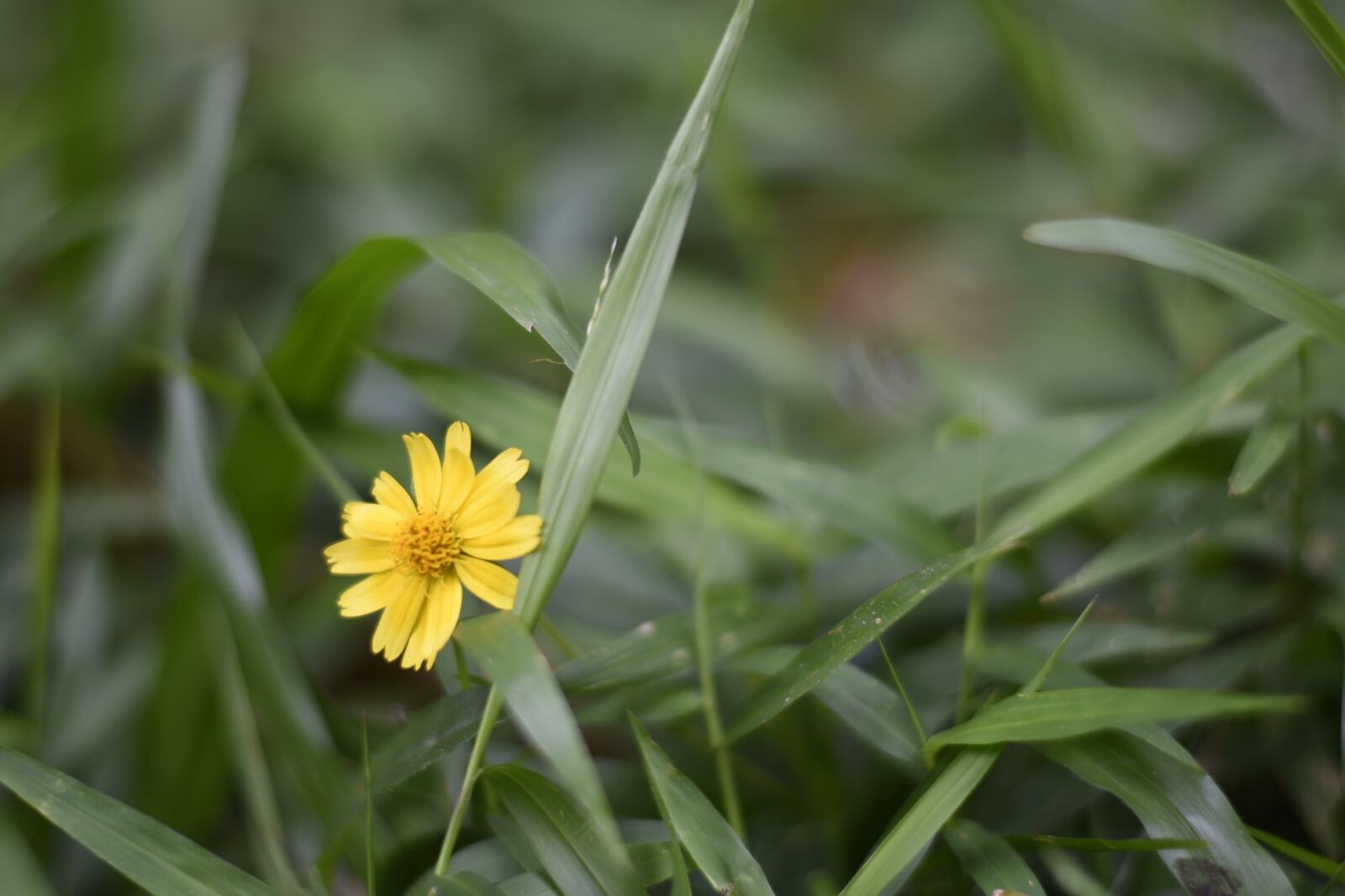 Nikon D750 sample photo. Myanmar, flower, yangon photography