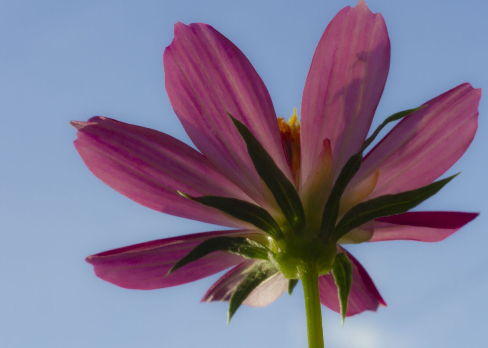 Canon EOS 7D sample photo. Flower, sky, flowers photography