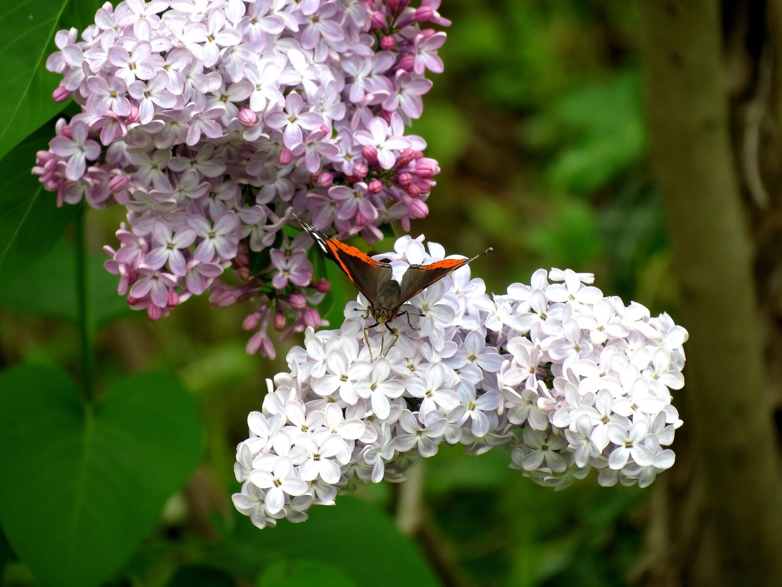 Canon PowerShot SX40 HS sample photo. Nectar, ali, butterfly photography
