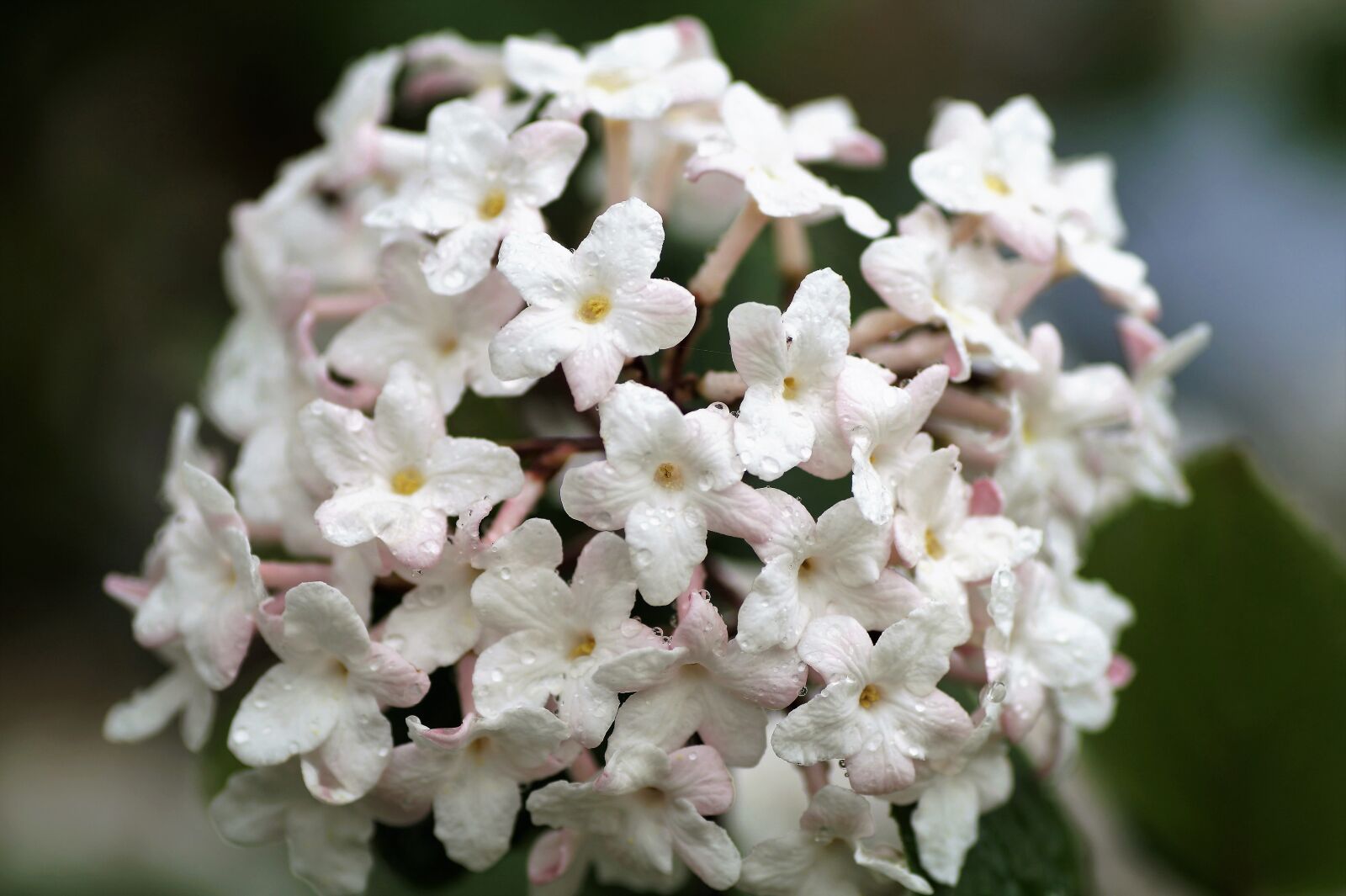 Sony SLT-A58 sample photo. Viburnum, pink, flowering photography