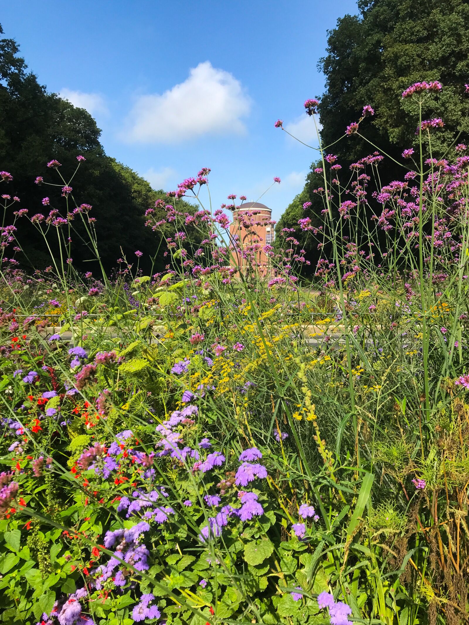iPhone 7 back camera 3.99mm f/1.8 sample photo. Flower meadow, planetarium, sky photography