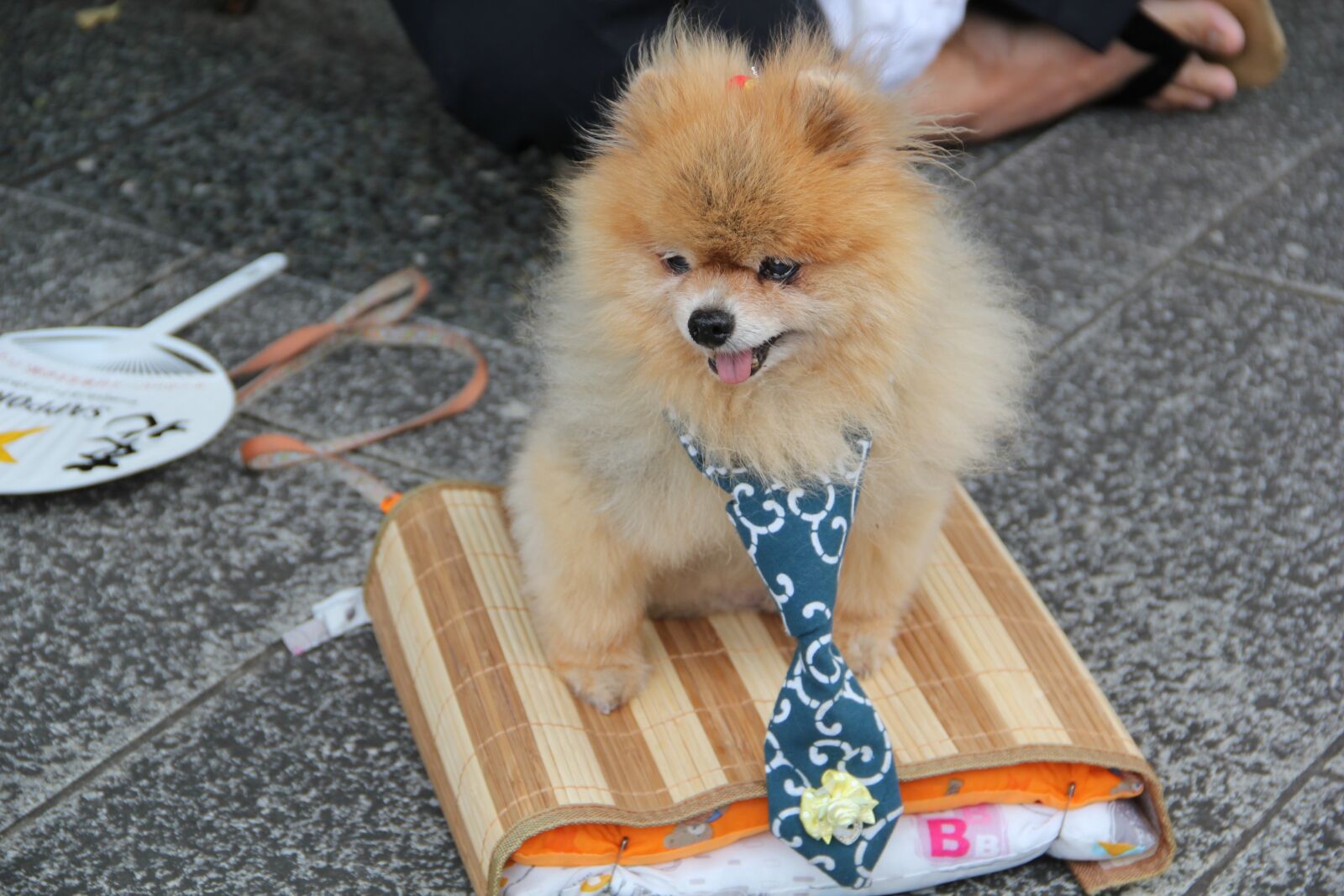 Canon EOS 550D (EOS Rebel T2i / EOS Kiss X4) sample photo. Dog, pet, cute photography