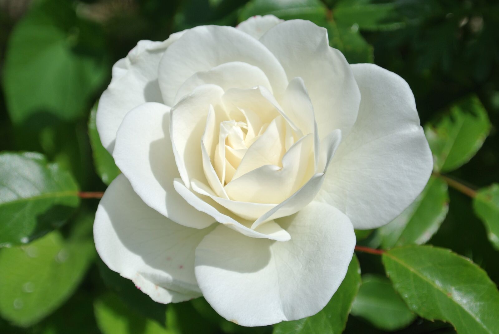 Nikon 1 Nikkor VR 10-30mm F3.5-5.6 sample photo. Rose, white, blossom photography