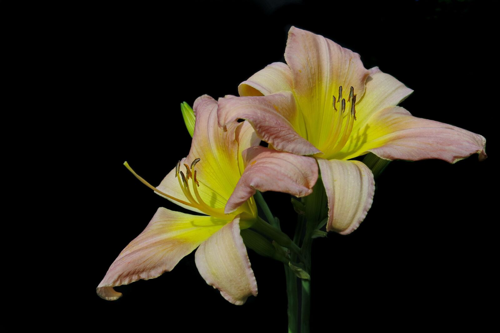 Canon PowerShot G15 sample photo. Daylily, soft pink, large-flowered photography