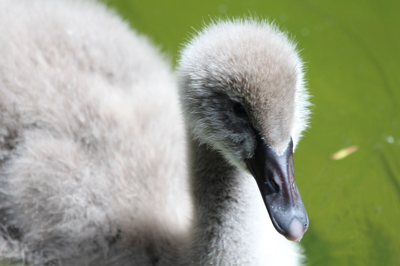 Canon EOS 650D (EOS Rebel T4i / EOS Kiss X6i) sample photo. Swan, chick, black swan photography