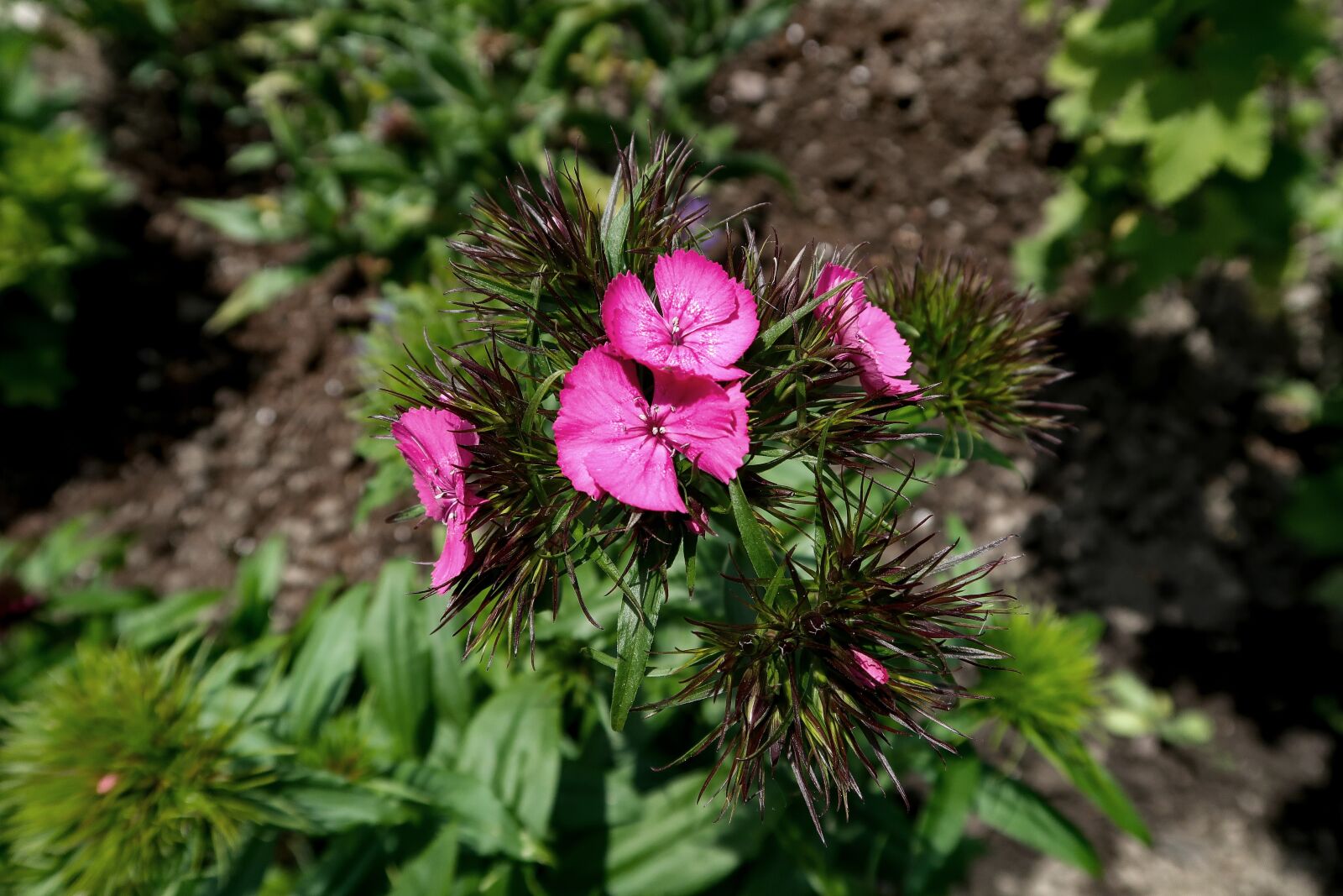 Canon PowerShot G7 X Mark II sample photo. Flowers, pink, summer photography