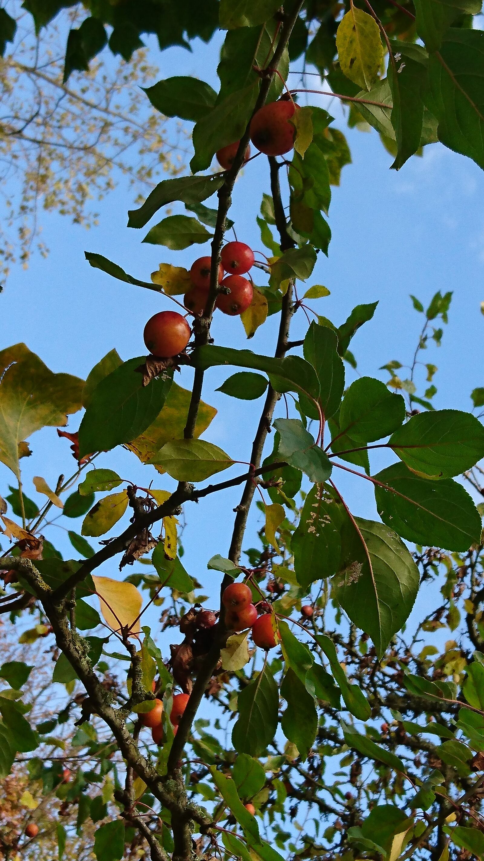 Sony Xperia Z5 sample photo. Decorative, malas, tree photography