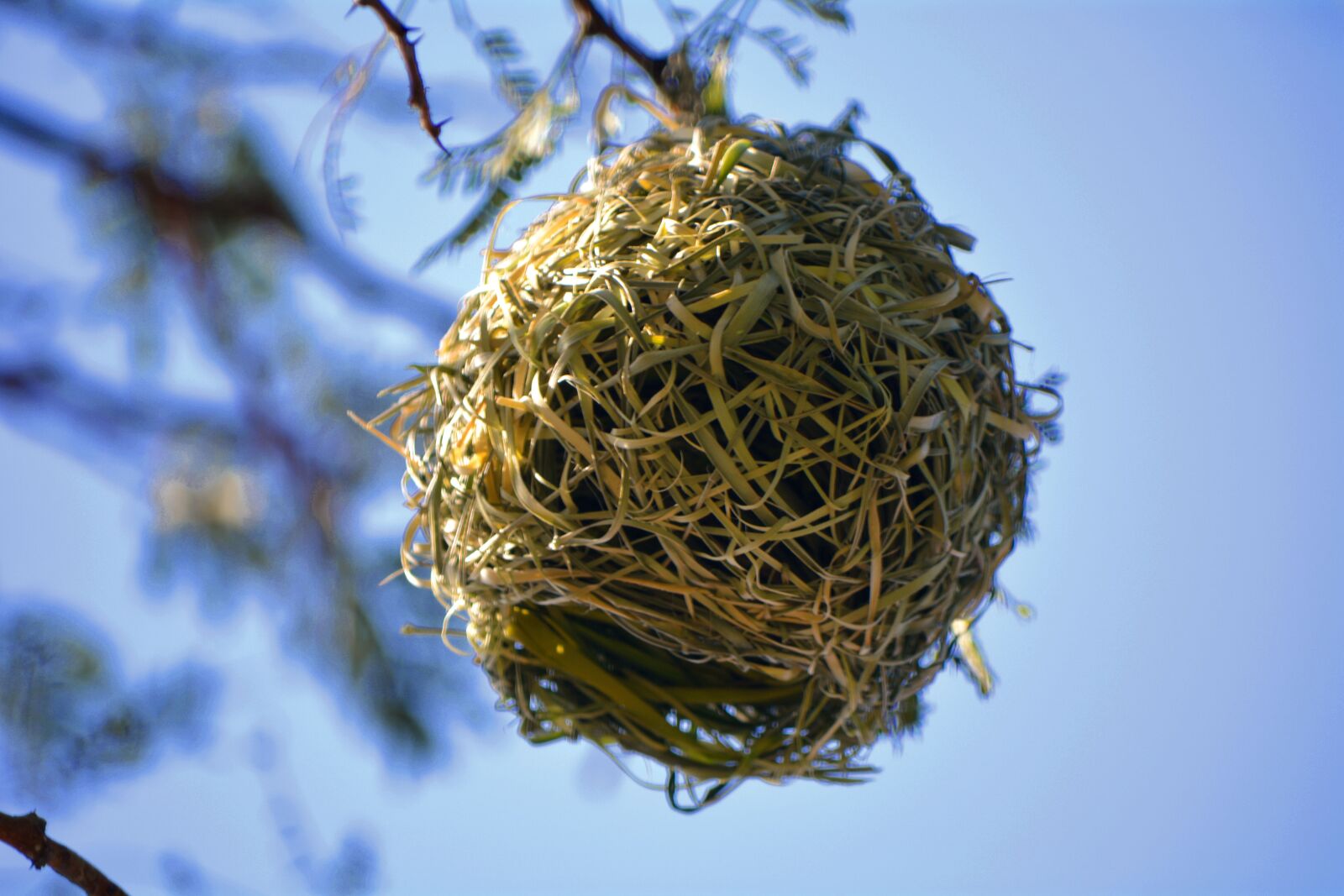 Nikon D5200 sample photo. Nest, bird, nature photography