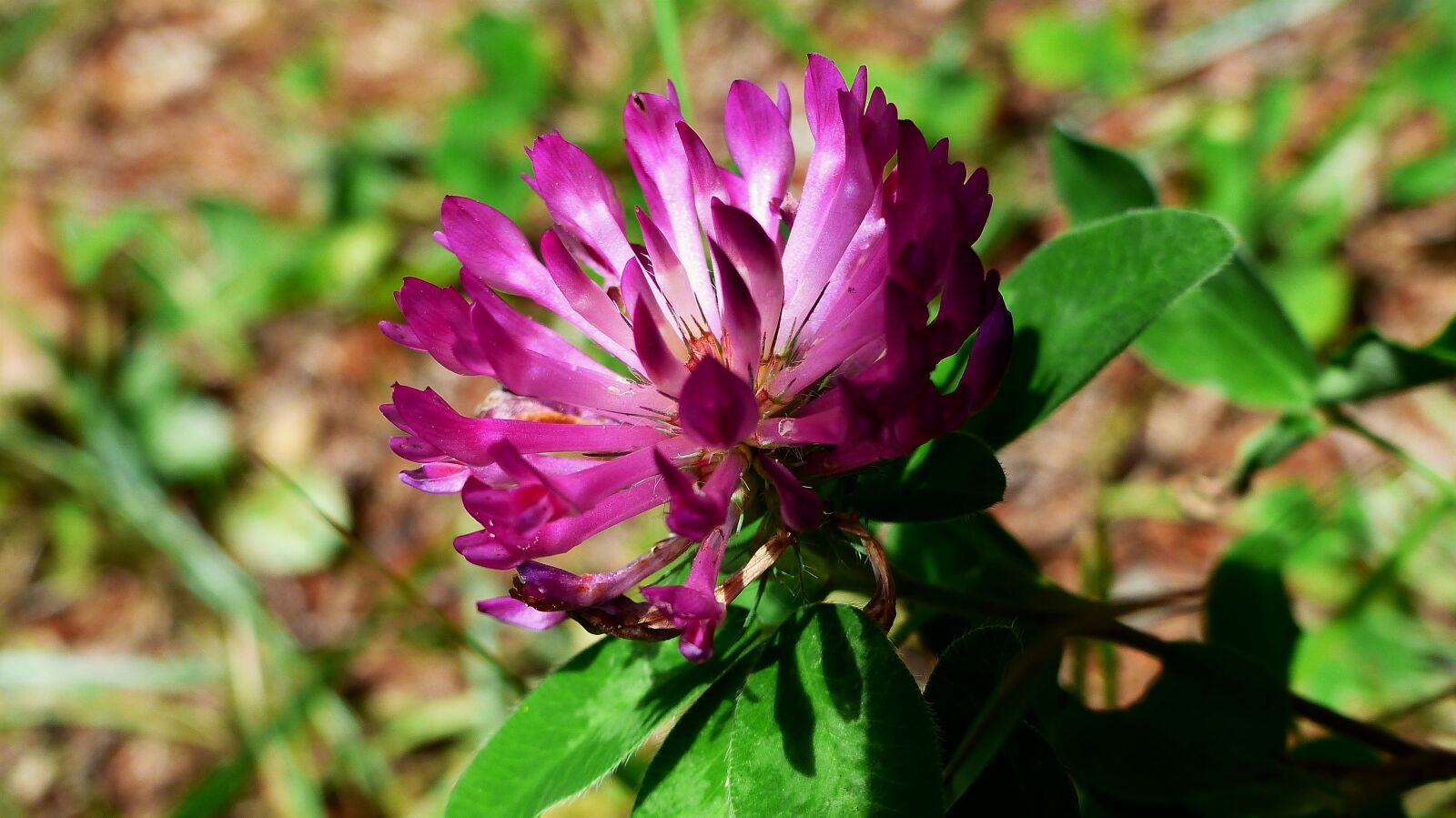 Panasonic Lumix DMC-FZ200 sample photo. Flower, alps, nature photography