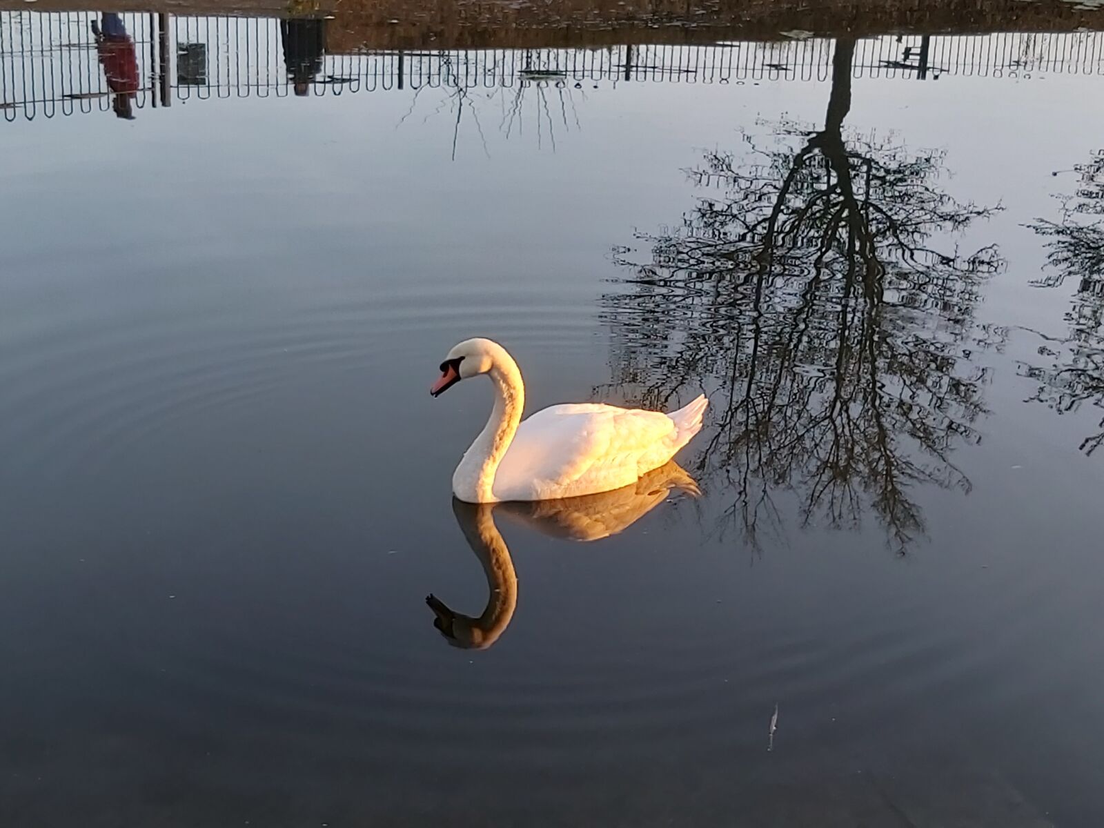 Samsung Galaxy A70 sample photo. Swan, park, water photography