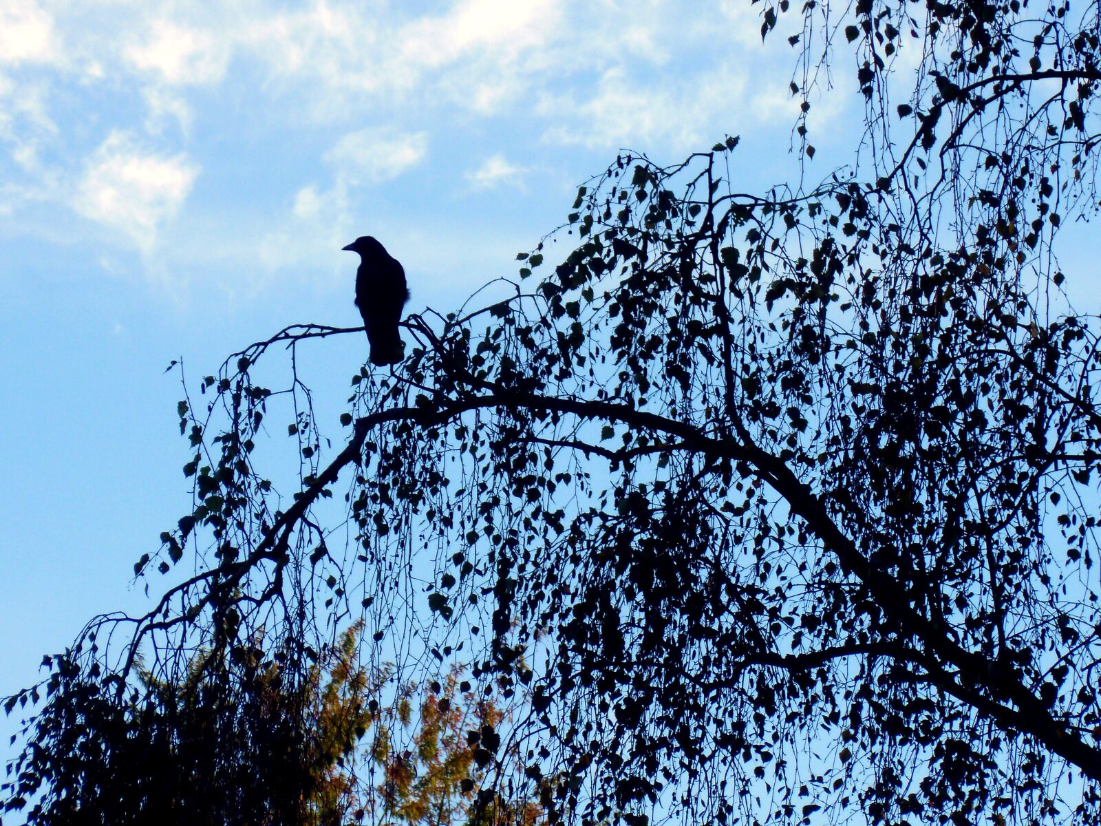 Panasonic DMC-FS37 sample photo. Crow, black, bird photography