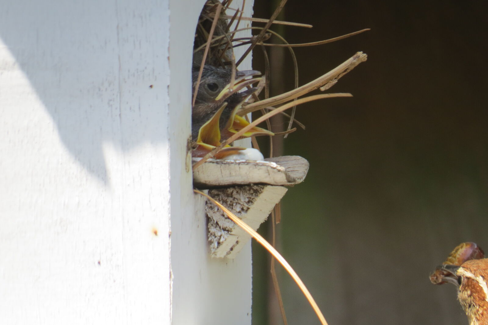 Canon PowerShot SX50 HS sample photo. Bird, love, 2014 photography