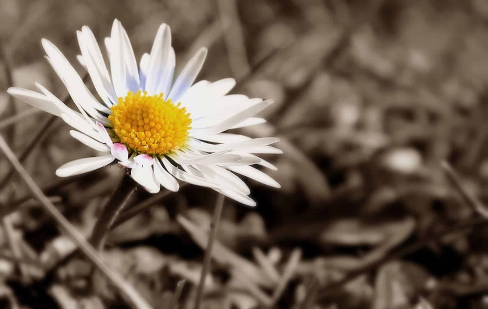 Canon EOS 550D (EOS Rebel T2i / EOS Kiss X4) sample photo. Photomontage, sepia, monochrome, white photography