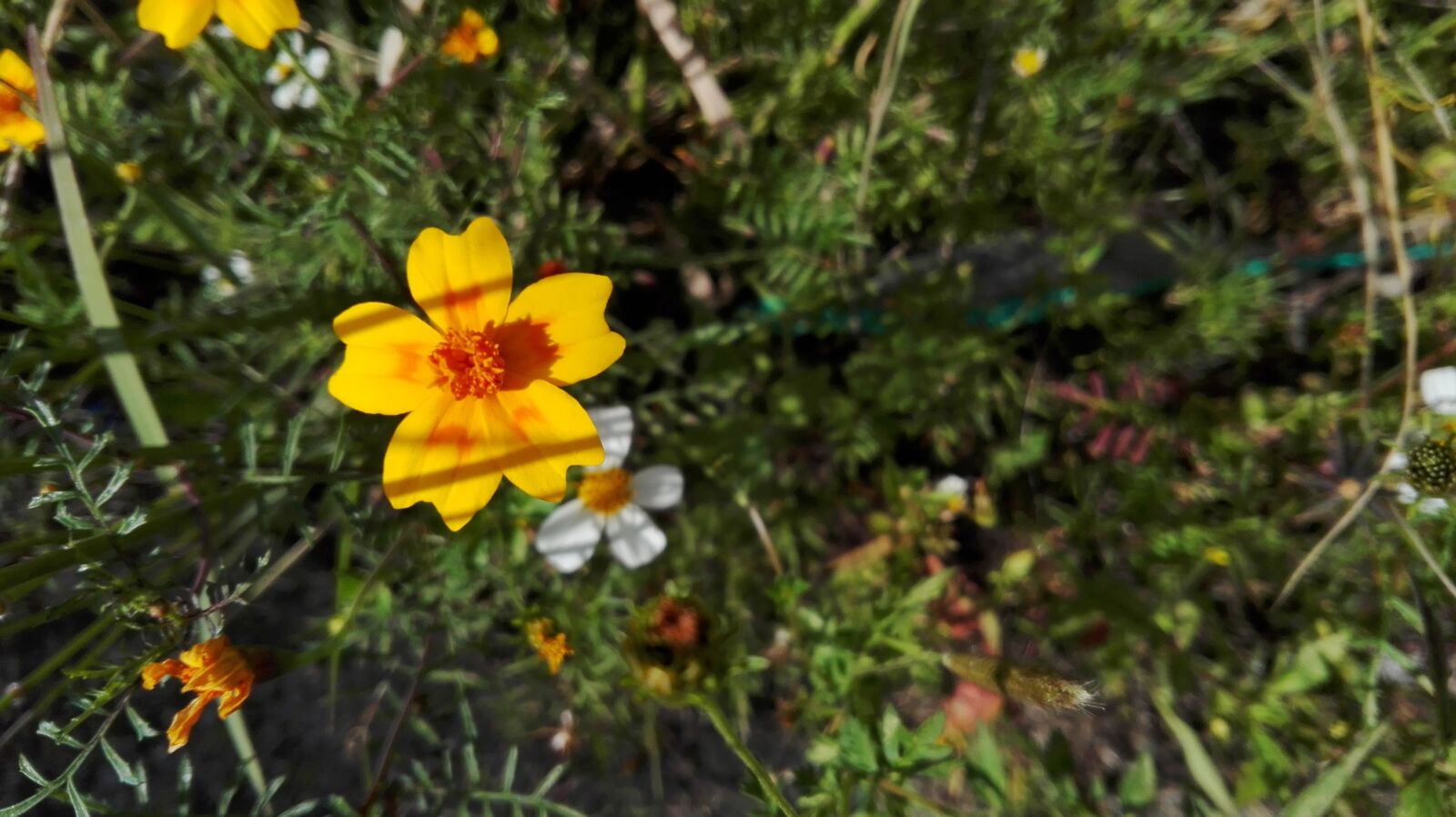 HUAWEI P8 Lite sample photo. Flower, yellow, orange photography