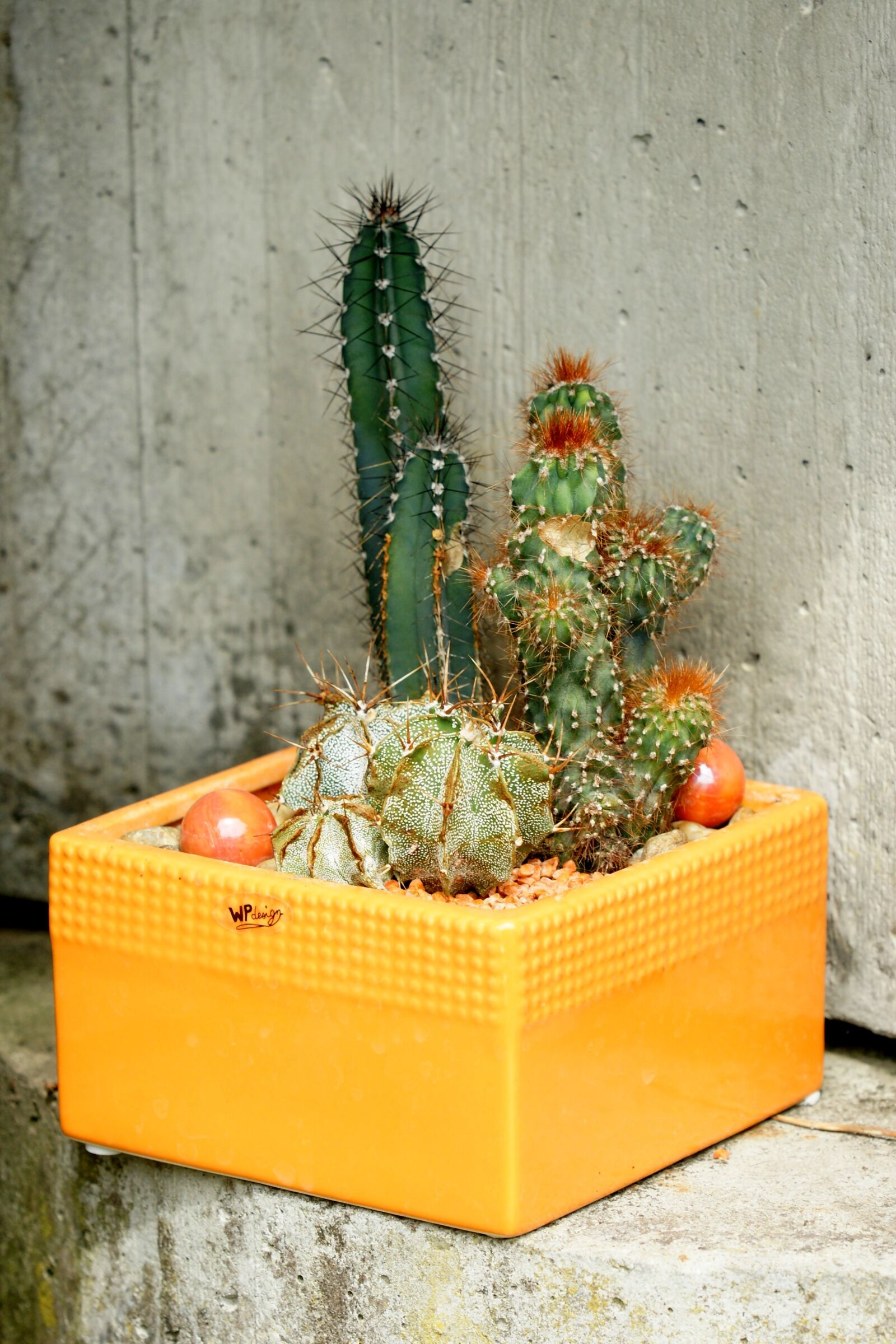 Sony Alpha DSLR-A700 sample photo. Cactus, plant, green photography