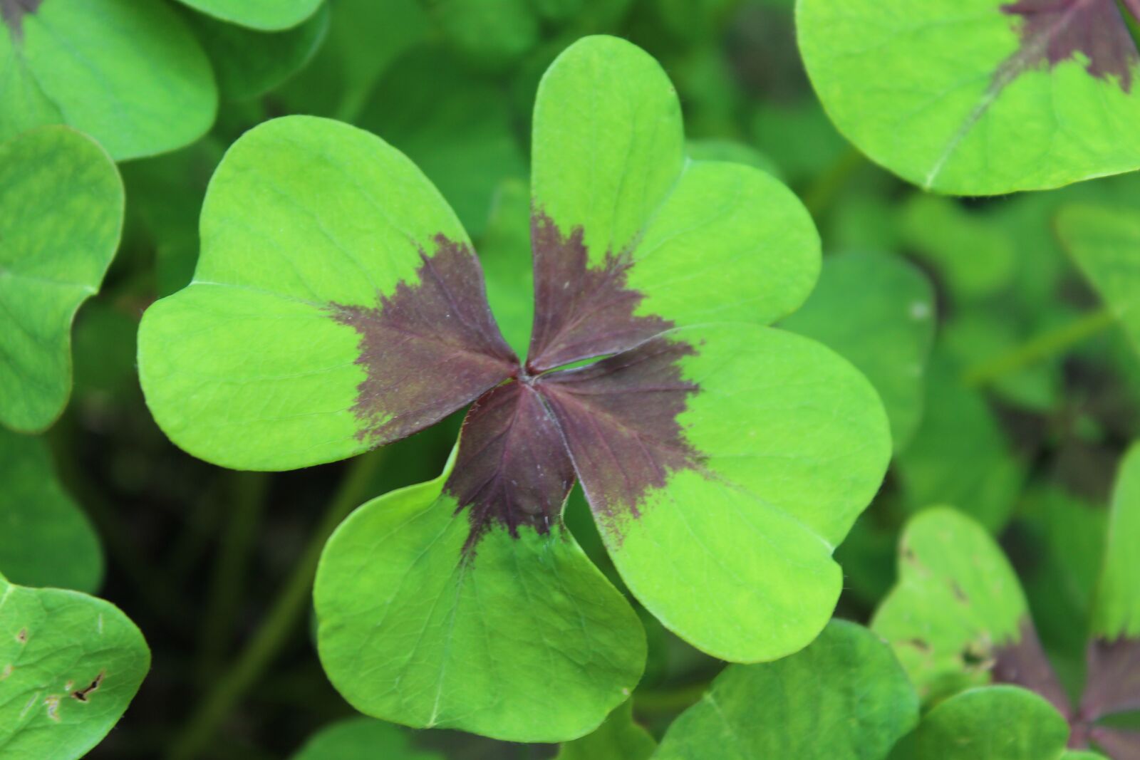 Canon EOS 1300D (EOS Rebel T6 / EOS Kiss X80) sample photo. Luck, four leaf clover photography
