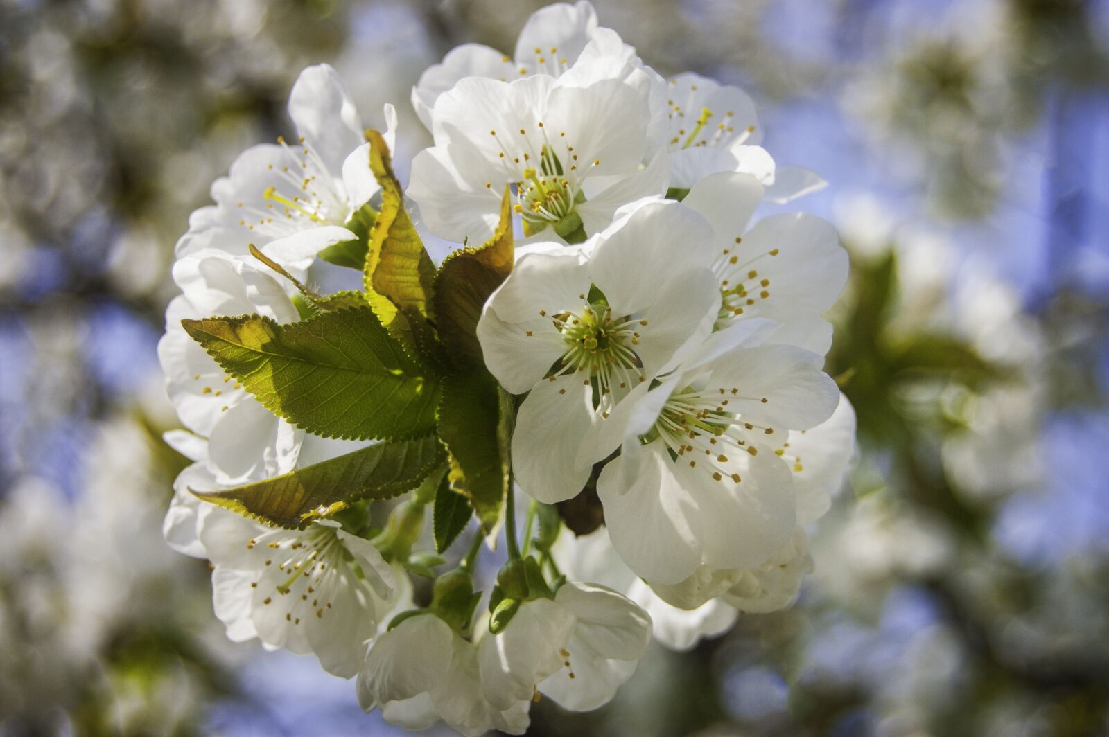 Nikon D40 sample photo. Blossom, bloom, nature photography