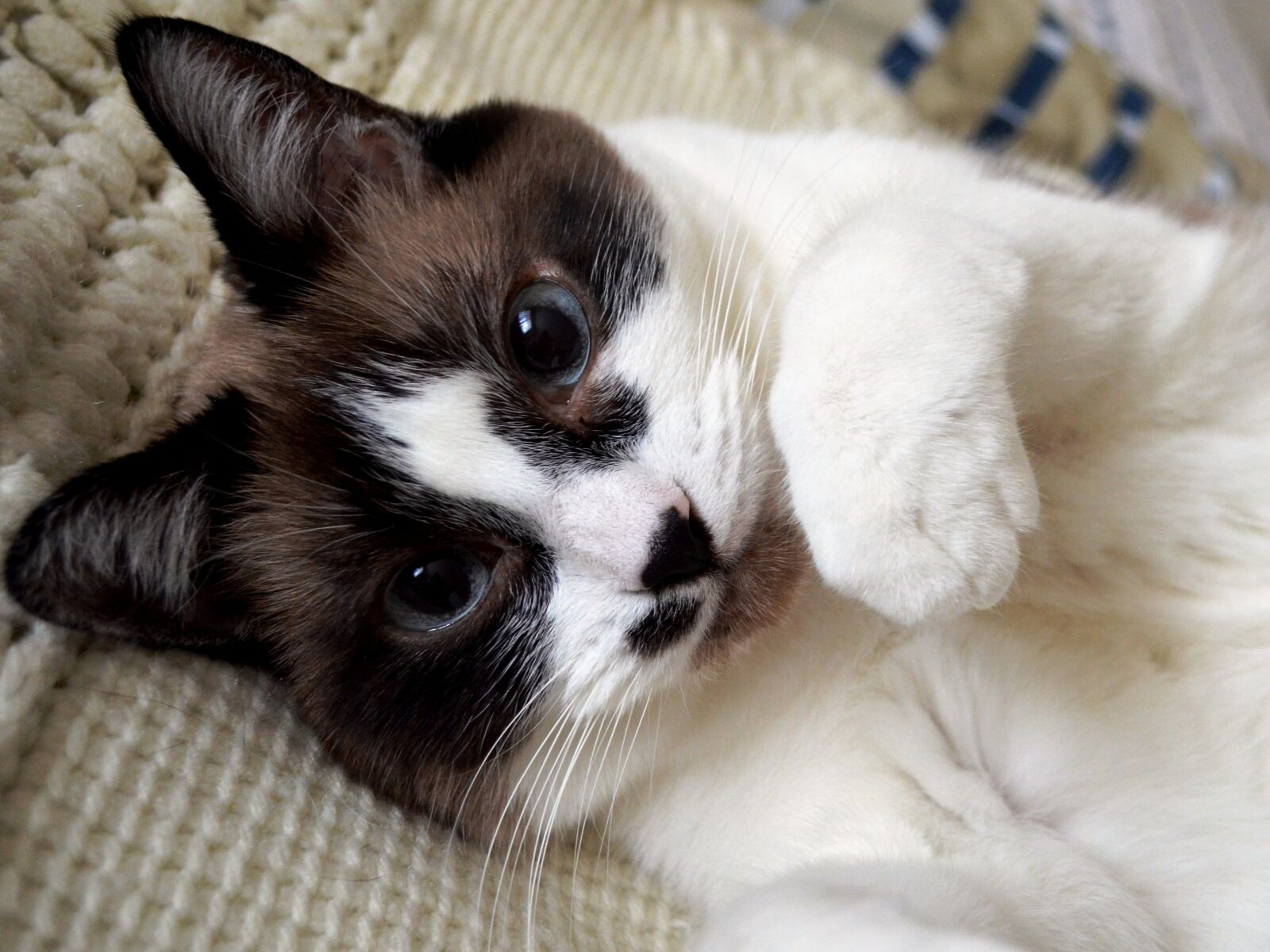 Nikon D5100 sample photo. Cat, siamese, kitty photography