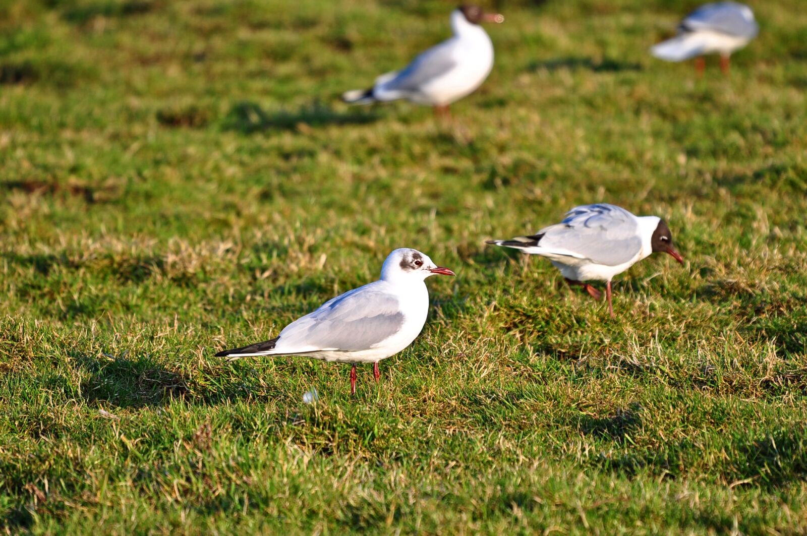 Nikon D90 sample photo. Seagull, gull, seabird photography