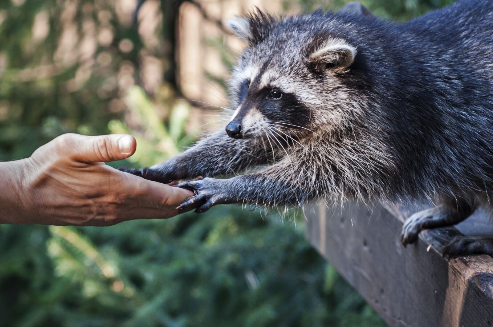 Nikon D90 sample photo. Raccoon, animal, hand photography