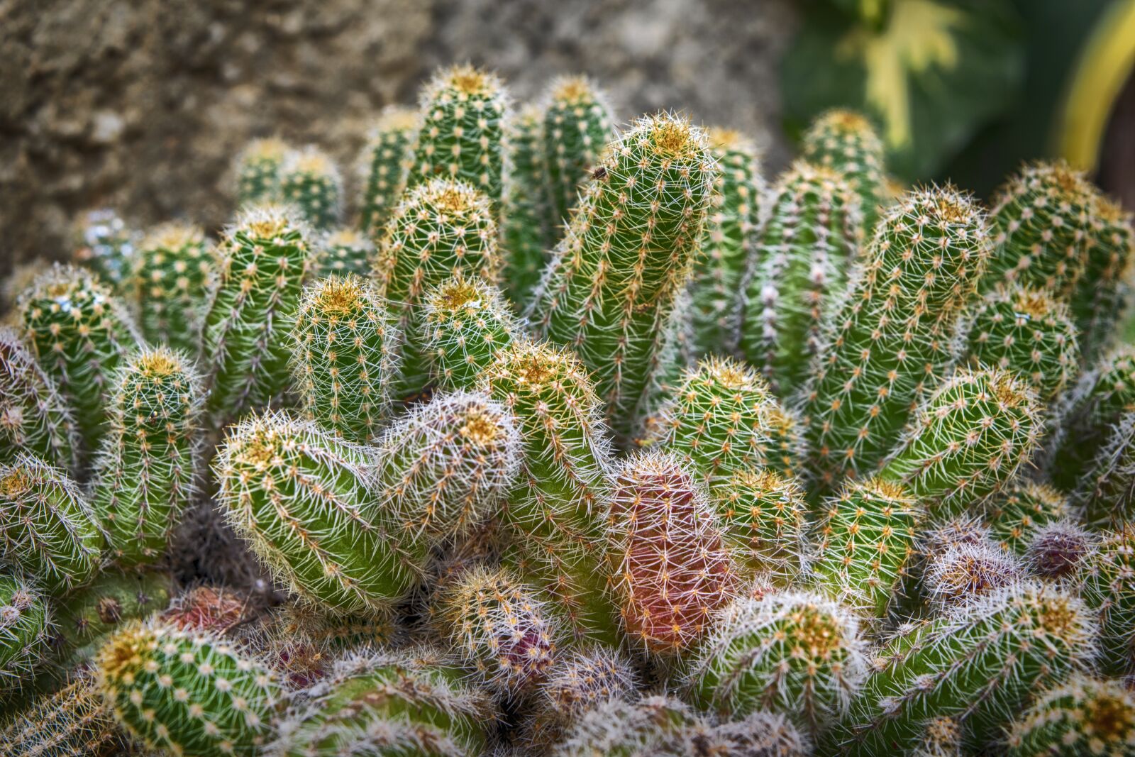 Nikon D3300 sample photo. Cactus, plant, green photography
