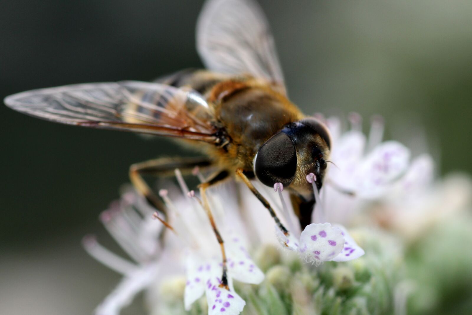 Canon EOS 60D sample photo. Bee, hairy, flower photography
