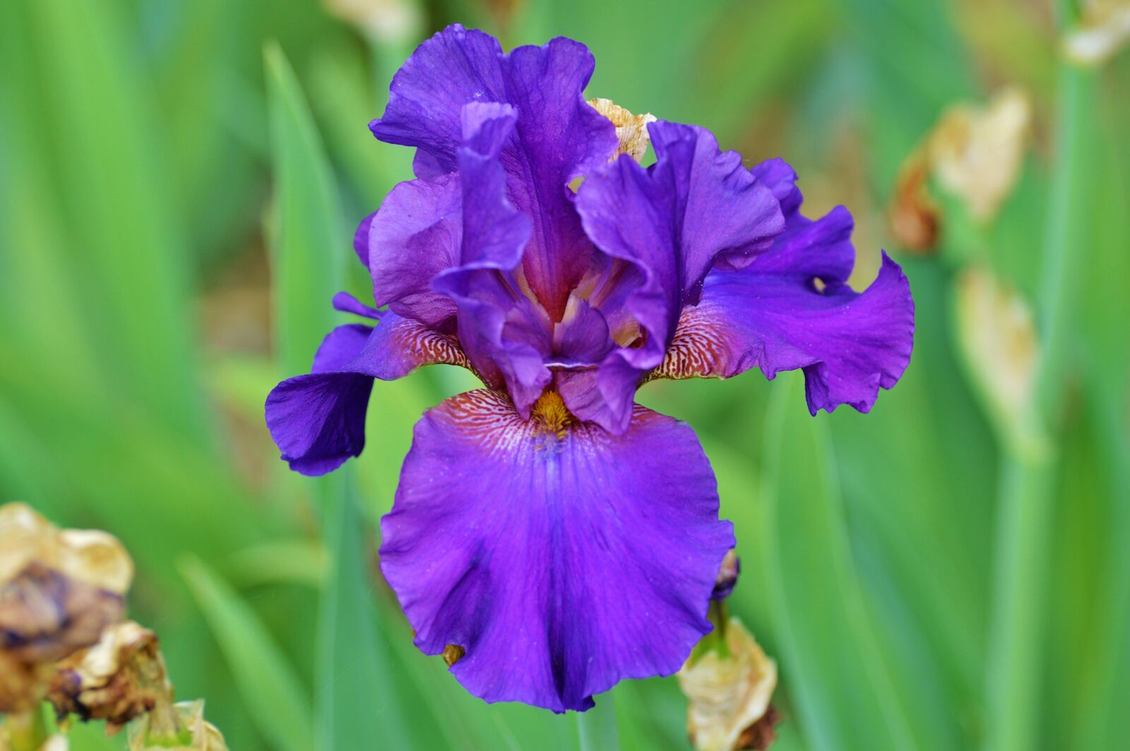 Nikon D3200 sample photo. Iris, flower, lily photography