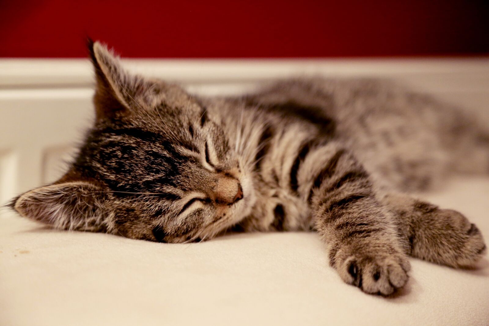 Canon EF 24-105mm F4L IS USM sample photo. Cat, animal, kitten photography